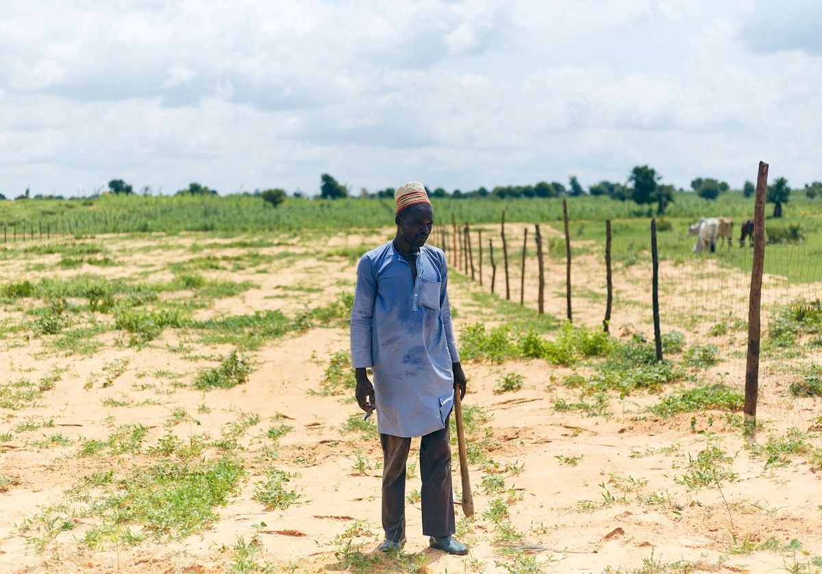 Maize growing in a cultivated field